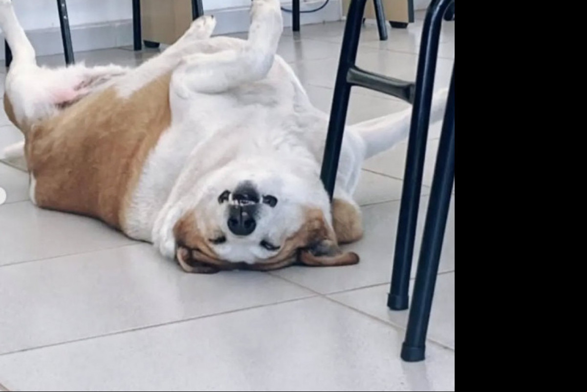 Em perfil 'oficial' do Instagram, o Pró-reitor de Assuntos Caninos da UFSM faz sucesso em vários cliques feitos por alunos da Universidade